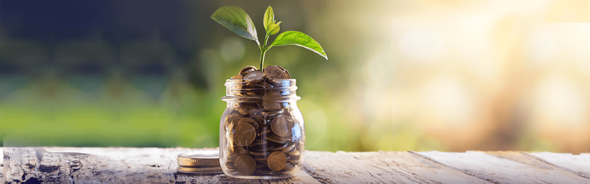 A jar of coins with a plant growing out of it